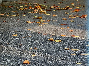 通学路清掃リポート　～落ち葉の季節～