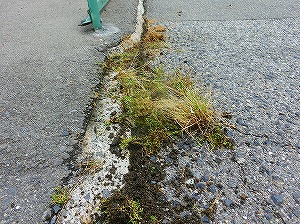 通学路清掃リポート　～雑草を追放する～　