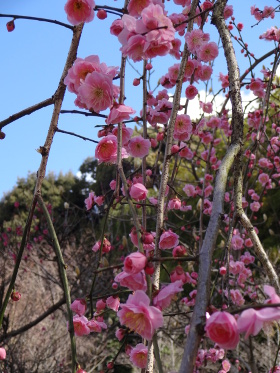 ③DSC00519