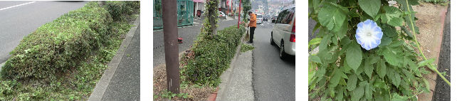 早朝清掃リポート　～街路樹と植栽の剪定～